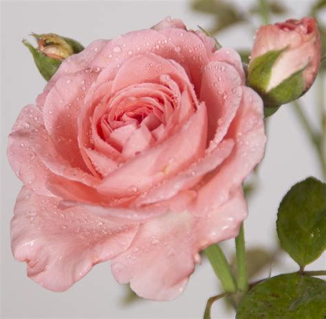 Aromaspray Rose Auraspray Palo Santo natürliches Parfüm Aromatherapie