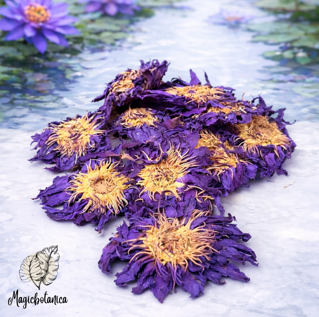 Blauer Lotus ganze Blüten 10g